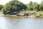 pic_23226.jpg
