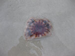 pic_23426.jpg