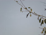 pic_14823.jpg