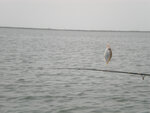 pic_15555.jpg