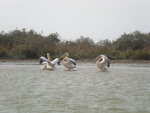 pic_16011.jpg