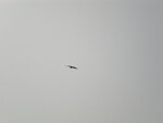 pic_16022.jpg