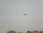pic_16049.jpg