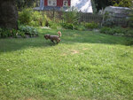 pic_05580.jpg
