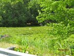 pic_16455.jpg