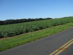 pic_16492.jpg