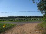 pic_16495.jpg