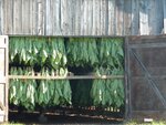 pic_16519.jpg