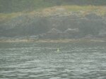 pic_16267.jpg
