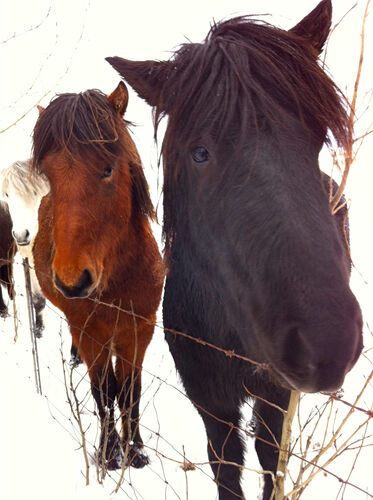 Icelandic horses (we were gravely assured that they were not ponies).