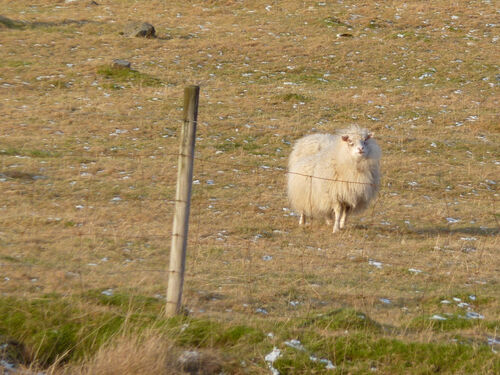 Sheep are very fluffy in Iceland.