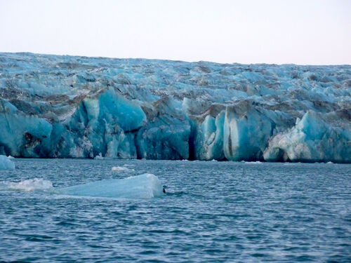 The glacier from which the icebergs calve.