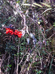 pic_20210.jpg