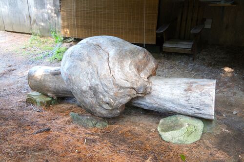 Tree log.