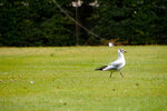 pic_25271.jpg
