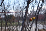pic_25687.jpg