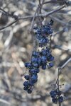 pic_25704.jpg