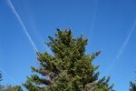 pic_25593.jpg