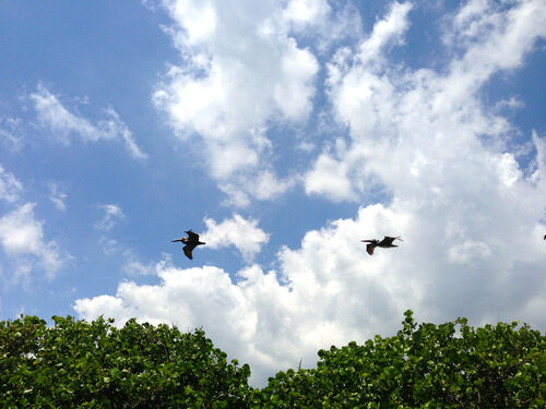 Pelicans.