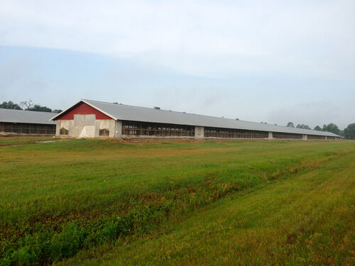 Chicken farm