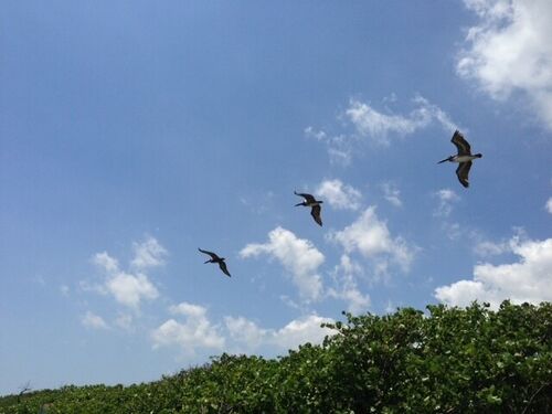 Pelicans.