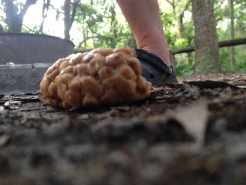 BRAAAIIINNNNSSS!  Actually, peanut butter.