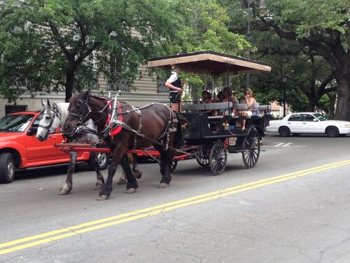 Savannah