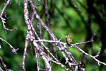 pic_24655.jpg