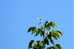 pic_24666.jpg