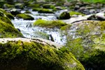 pic_24683.jpg