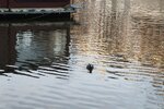 pic_28508.jpg