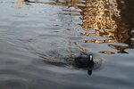 pic_28512.jpg