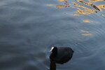 pic_28514.jpg