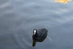 pic_28515.jpg