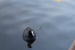 pic_28516.jpg