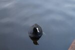 pic_28517.jpg