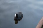 pic_28518.jpg
