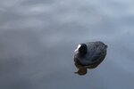 pic_28519.jpg