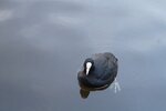 pic_28520.jpg