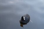 pic_28521.jpg