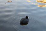 pic_28524.jpg