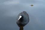 pic_28532.jpg