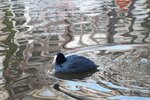 pic_28539.jpg