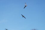 pic_28563.jpg