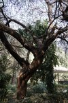 pic_28694.jpg