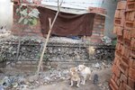 pic_28703.jpg