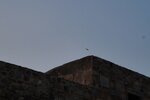 pic_28746.jpg