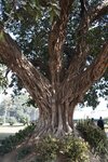 pic_28924.jpg