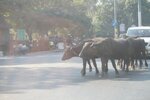 pic_29042.jpg