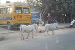 pic_28158.jpg
